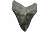 Serrated, Fossil Megalodon Tooth - South Carolina #234000-1